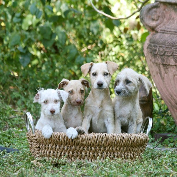 puppies in a basket