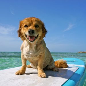 dog on surfboard