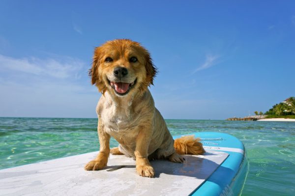 dog on surfboard