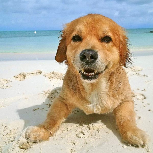 smiling dog at beach