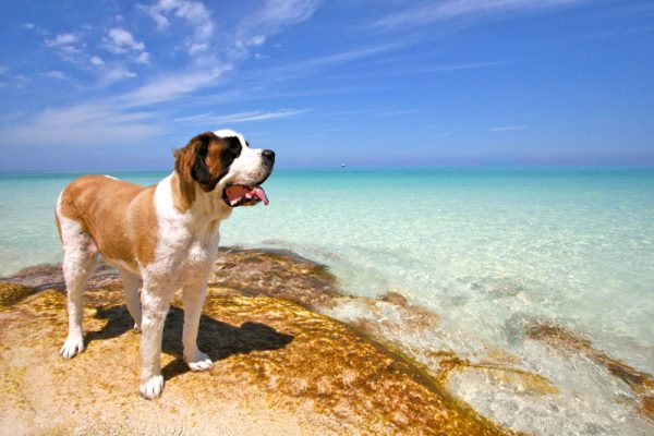 dog on rock at ocean